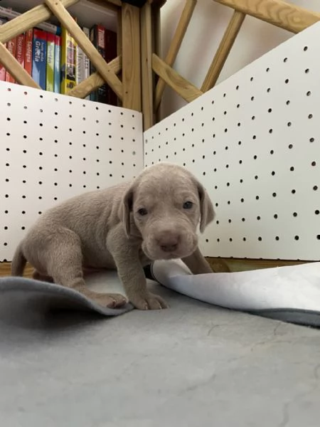 sono arrivati i cucciolini!(maschi e femmine)