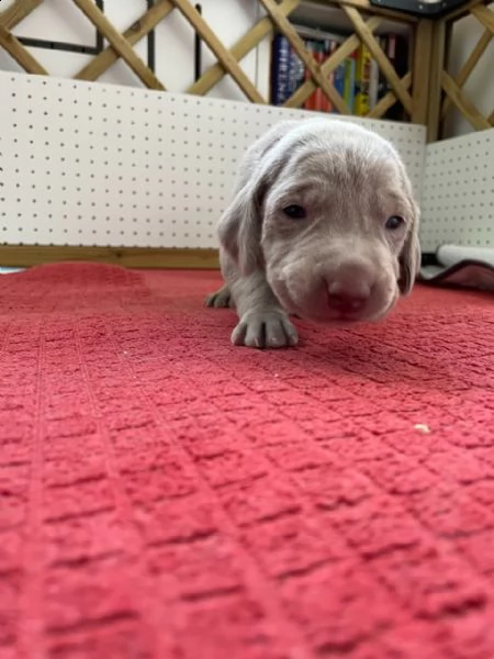 sono arrivati i cucciolini!(maschi e femmine) | Foto 6