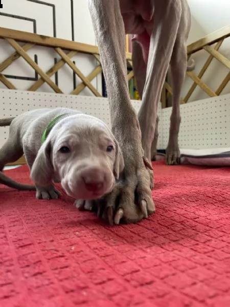 sono arrivati i cucciolini!(maschi e femmine) | Foto 5