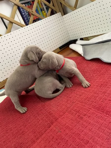 sono arrivati i cucciolini!(maschi e femmine) | Foto 4
