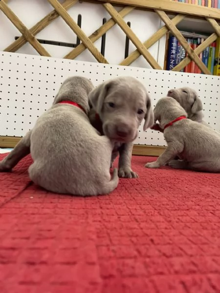 sono arrivati i cucciolini!(maschi e femmine) | Foto 3