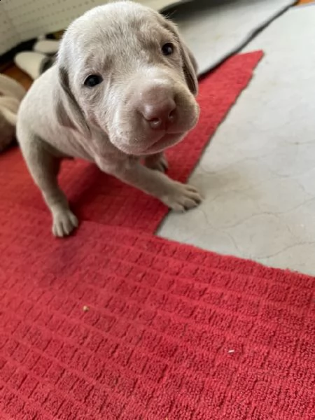 sono arrivati i cucciolini!(maschi e femmine) | Foto 2