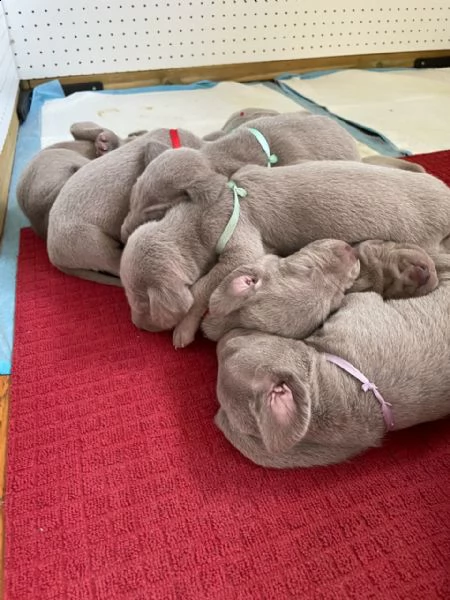 sono arrivati i cucciolini!(maschi e femmine) | Foto 1