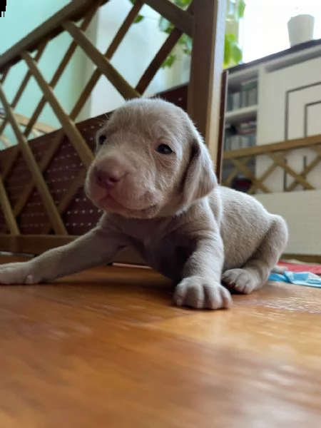 sono arrivati i cucciolini!(maschi e femmine) | Foto 0