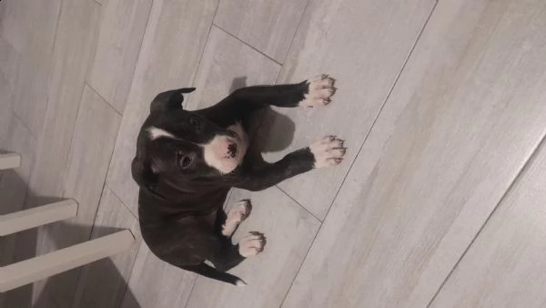 pitbull  | Foto 1