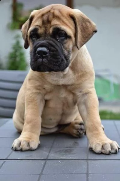   regalo abbiamo cuccioli di bullmastiff sono bullmastiff di dimensioni  sono registrati akc sono 