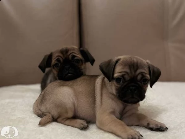 cuccioli di carlino | Foto 3