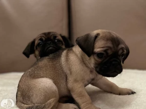 cuccioli di carlino