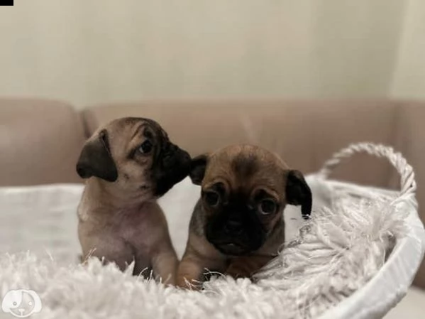 cuccioli di carlino | Foto 2