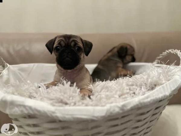 cuccioli di carlino | Foto 1