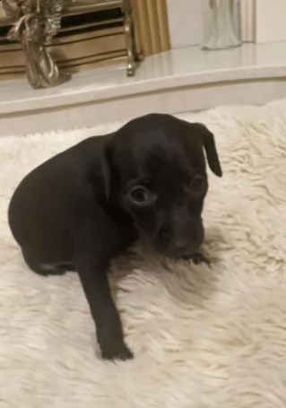 cuccioli levriero italiano