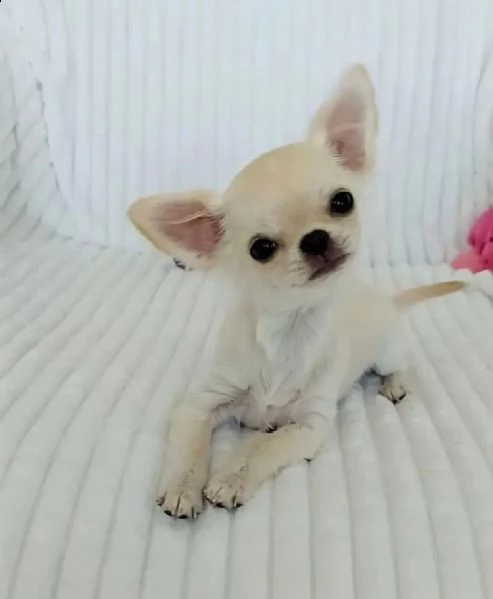 chihuahua 