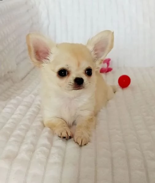 chihuahua  | Foto 0