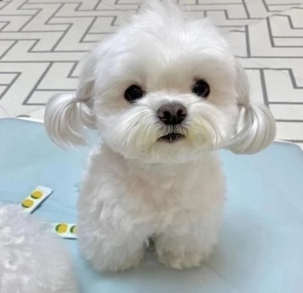 maltese  | Foto 0