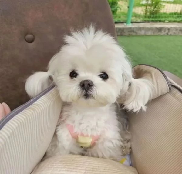 maltese 