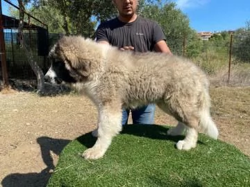 fantastici cuccioli di pastore del caucaso | Foto 1