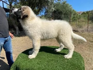 fantastici cuccioli di pastore del caucaso | Foto 0