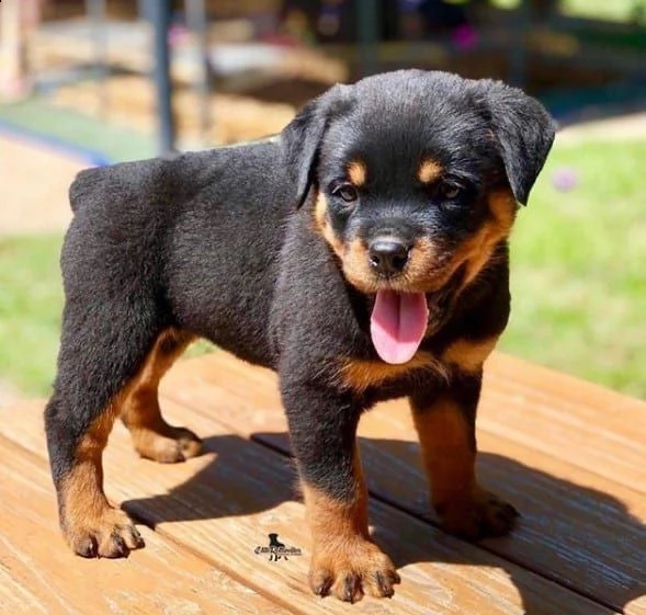   regalo rottweiler cuccioli maschio e femmina bellissimo cuccioli di rottweiler maschio e femmin