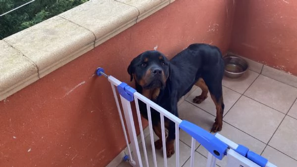 rottweiler  | Foto 2