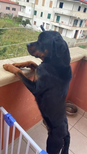 rottweiler  | Foto 1