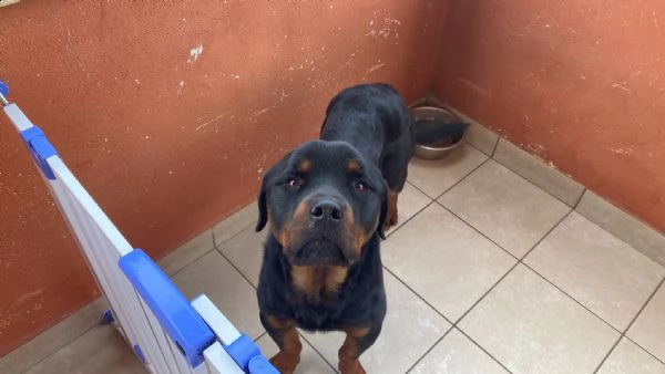 rottweiler  | Foto 0