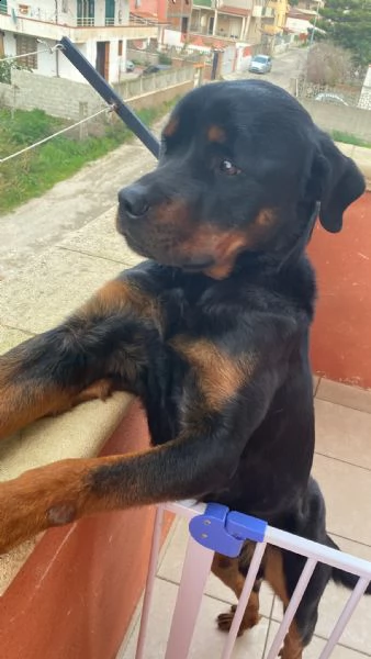 rottweiler 