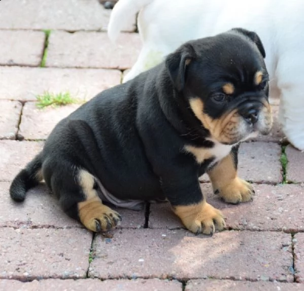 cuccioli bulldog inglese | Foto 6