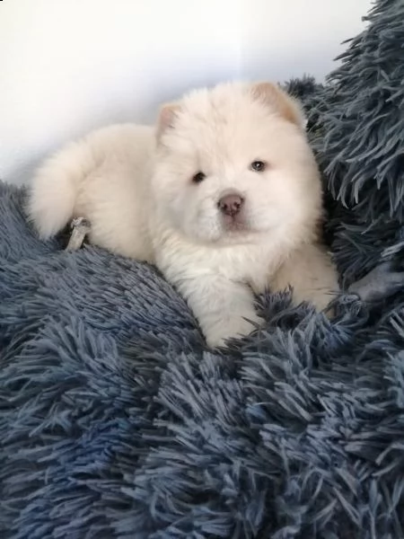 cuccioli di chow chow | Foto 6