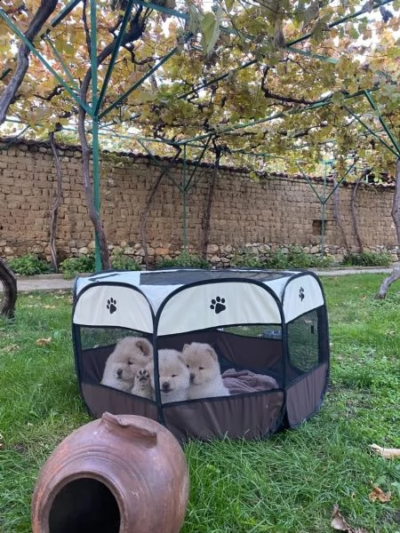 cuccioli di chow chow | Foto 5