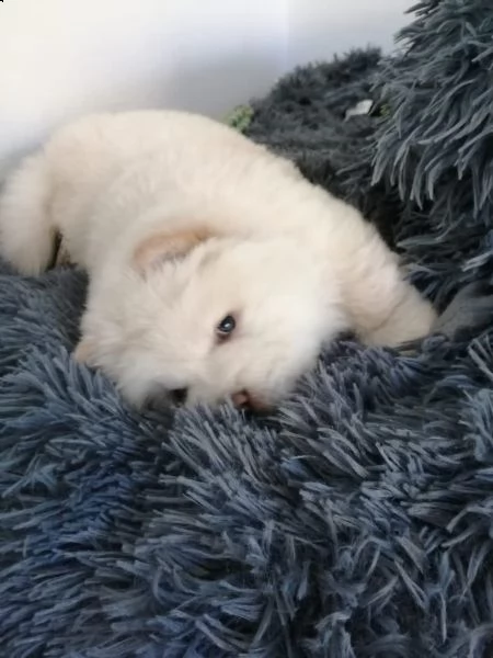 cuccioli di chow chow | Foto 4