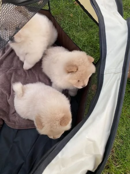 cuccioli di chow chow | Foto 3