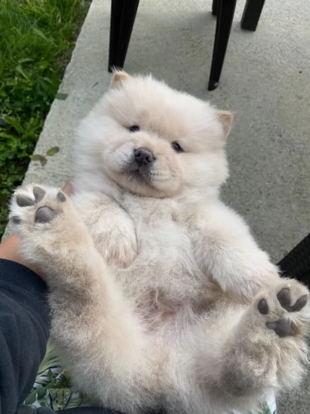 cuccioli di chow chow