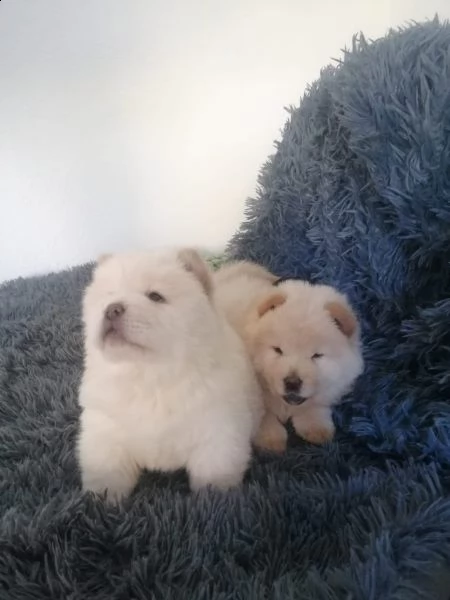 cuccioli di chow chow | Foto 1