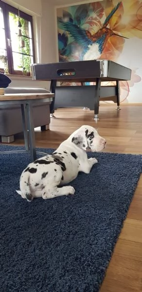 alano blu con pedegree per monta | Foto 6