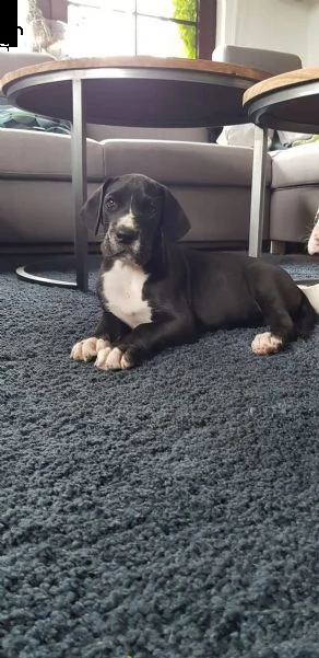 alano blu con pedegree per monta | Foto 4