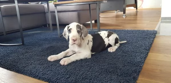 alano blu con pedegree per monta | Foto 2