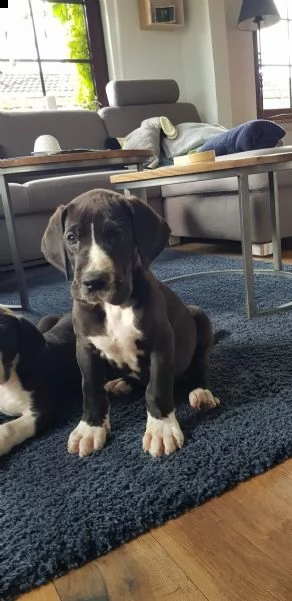 alano blu con pedegree per monta | Foto 1