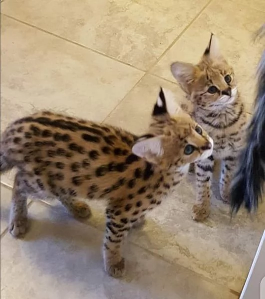 disponibile gattino serval | Foto 6