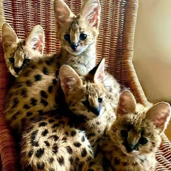 disponibile gattino serval | Foto 5