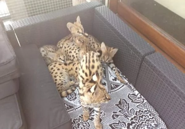 disponibile gattino serval | Foto 3