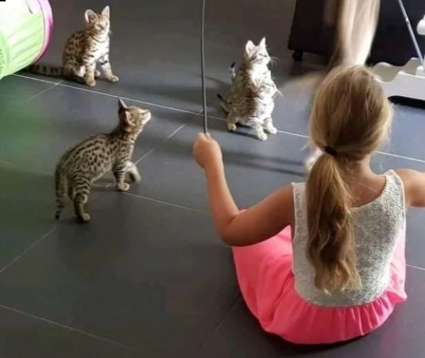 disponibile gattino serval