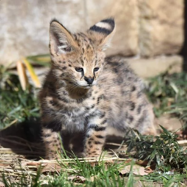 disponibile gattino serval | Foto 2