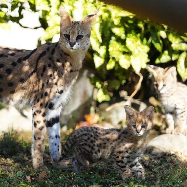 disponibile gattino serval | Foto 1