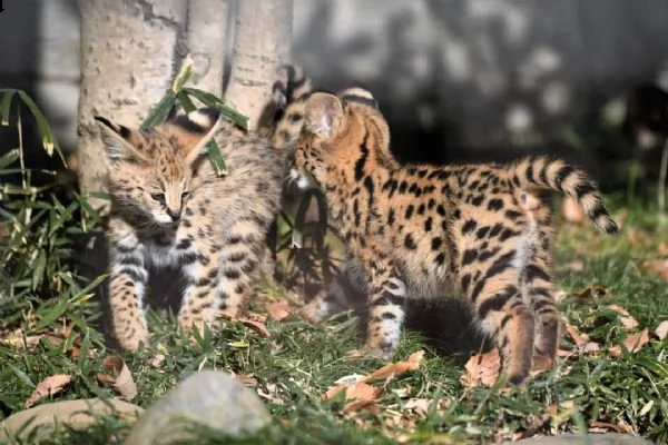 disponibile gattino serval | Foto 0