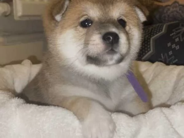 cuccioli di shiba inu  | Foto 0