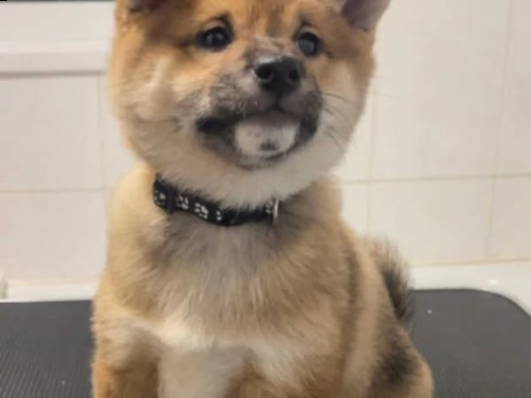 cuccioli di shiba inu 