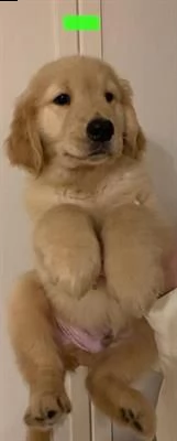 golden retriever cuccioli | Foto 0