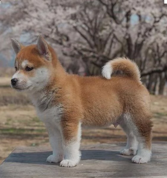  regalo akita inu disponibili bellissimi cuccioli giagrave vaccinati sverminati e iscritti in anagrafe ca