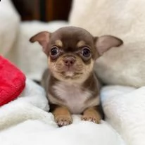 cuccioli di chihuahua toy