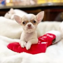 cuccioli di chihuahua toy | Foto 3